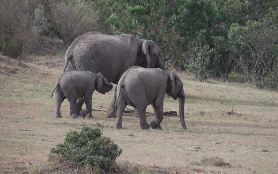 Elephants seen during the Maasai Mara trip