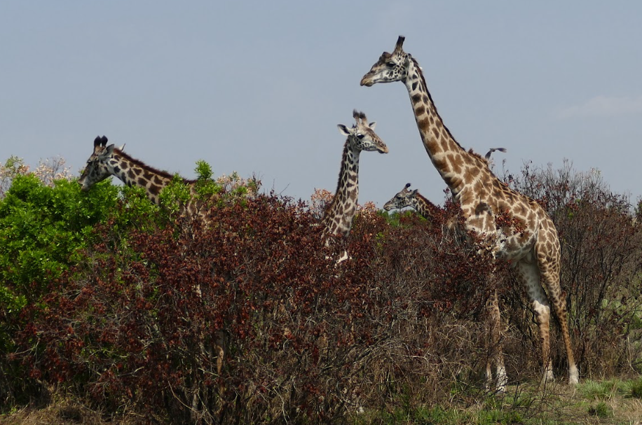 Giraffes seen during the Maasai Mara trip