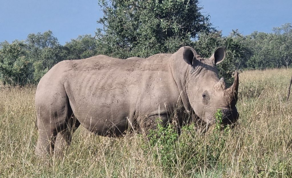 An image of a rhinoceros.